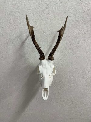 Umjetna lubanja srnjaka