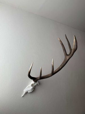 Umjetna lubanja za odbačeno rogovlje jelena običnog