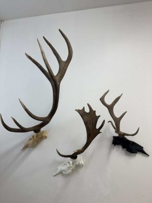 Umjetna lubanja jelena lopatara